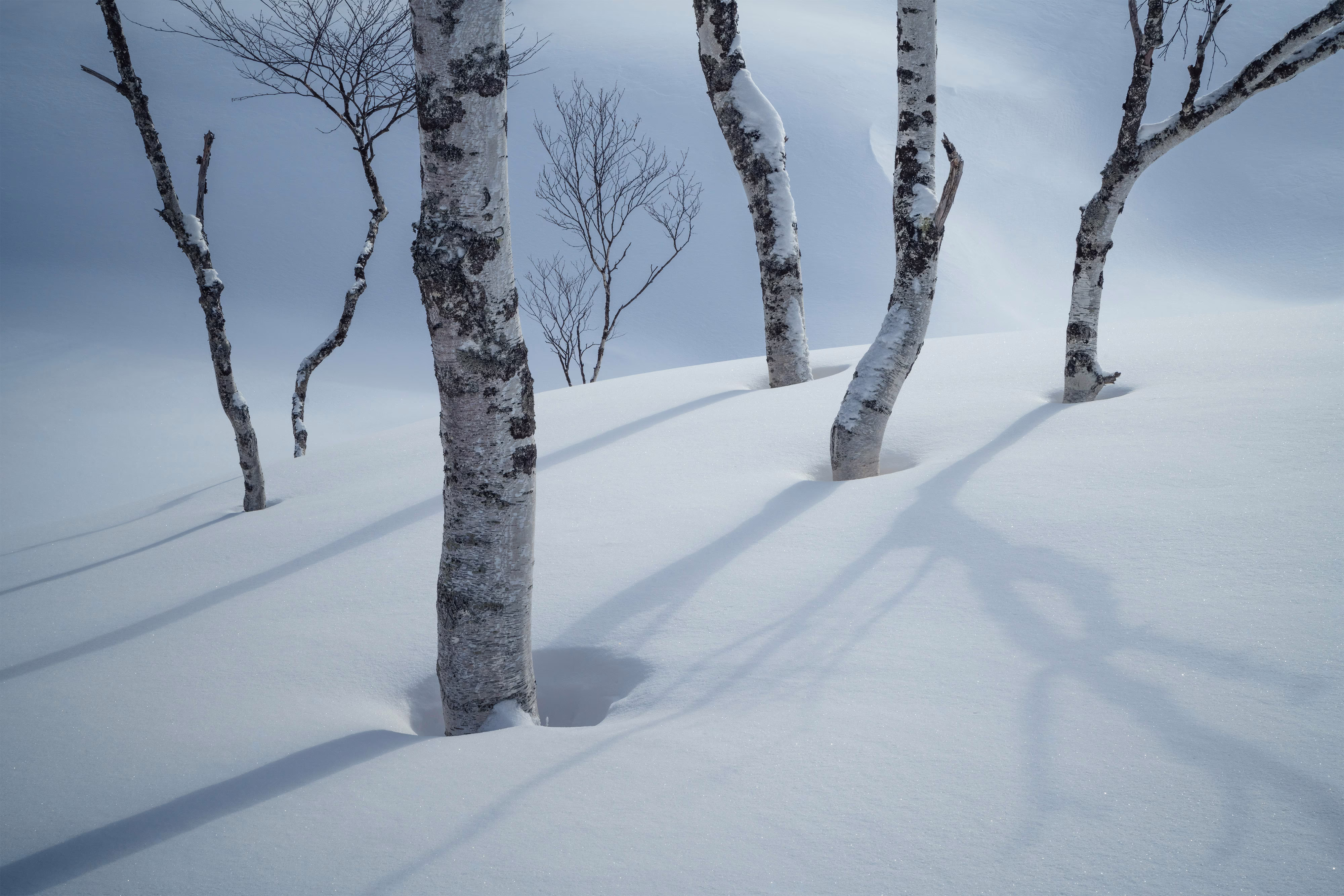 The trunks of several small trees embedded in a snow bank