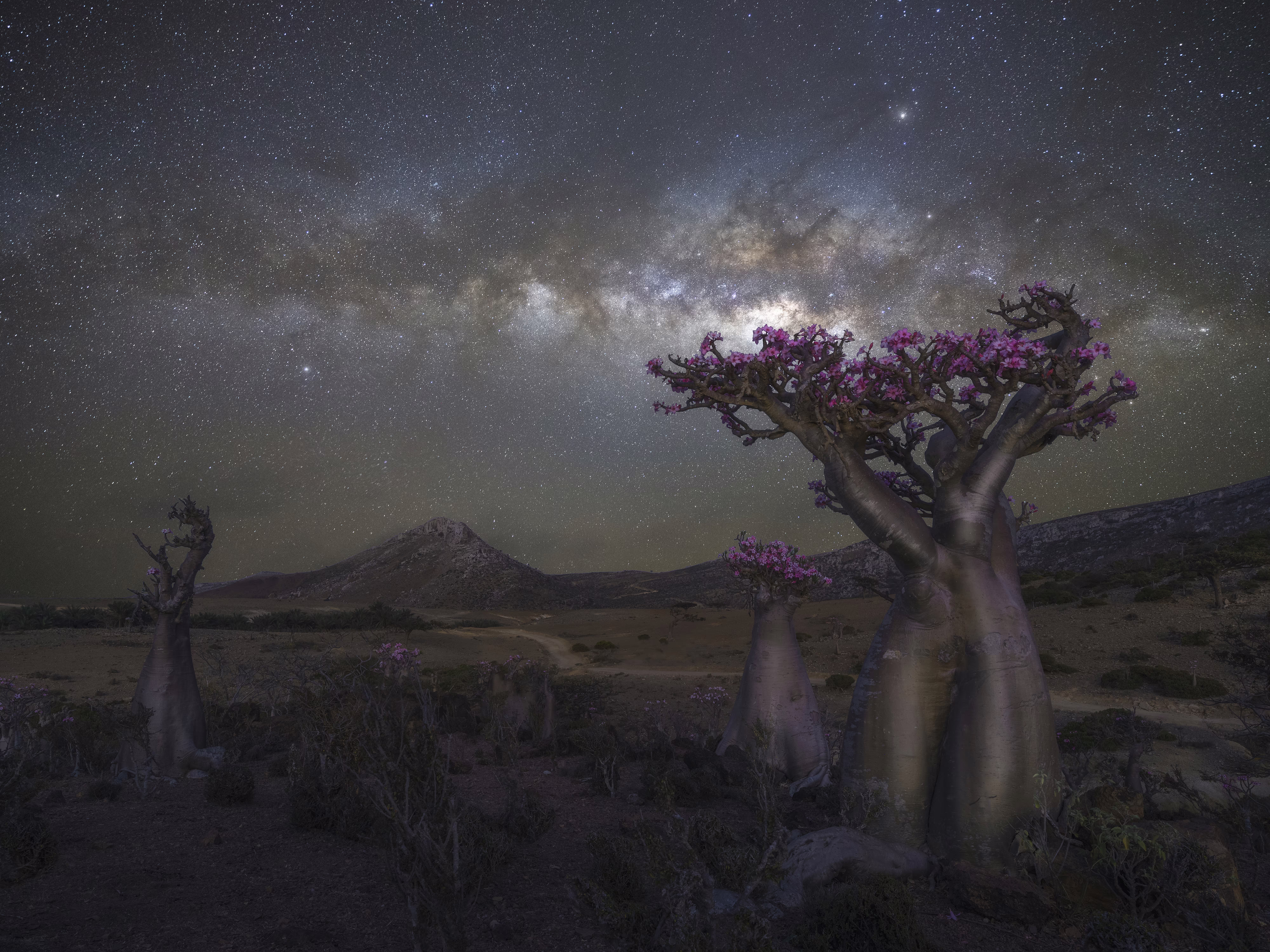 A night view of a broad valley beneath the stars, featuring several unusual flowering trees with very thick trunks