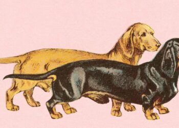 My Purebred Dachshund Is My White Privilege