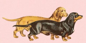 My Purebred Dachshund Is My White Privilege