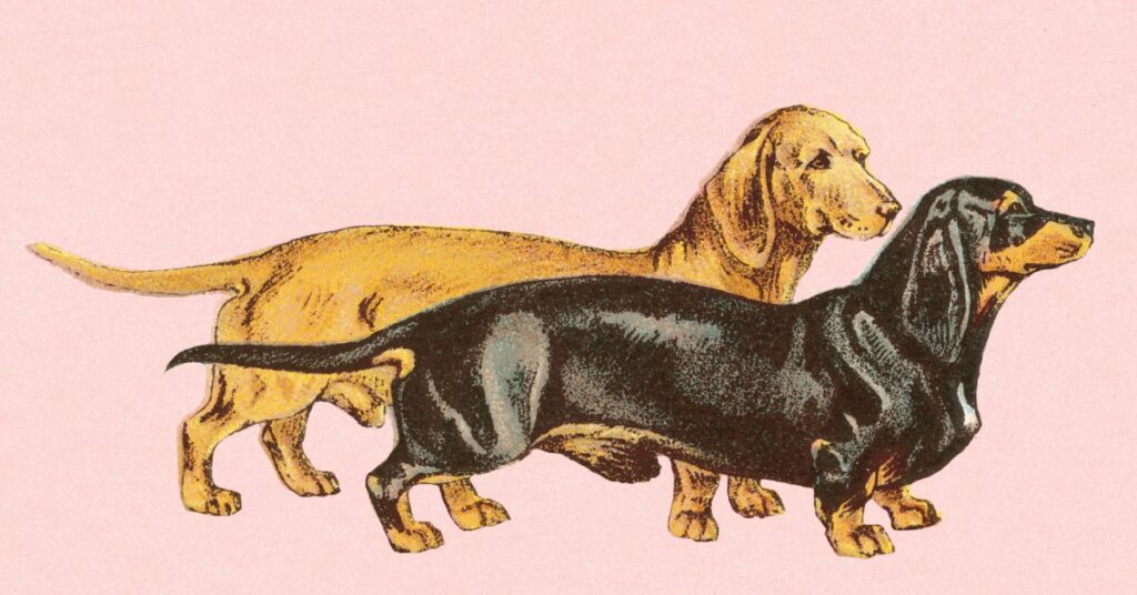 My Purebred Dachshund Is My White Privilege