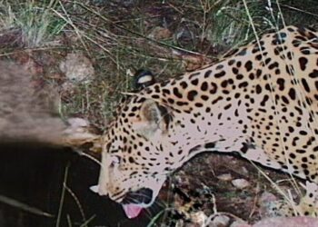 ‘This species is recovering’: Jaguar spotted in Arizona, far from Central and South American core