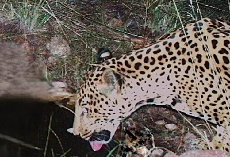 ‘This species is recovering’: Jaguar spotted in Arizona, far from Central and South American core