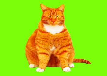 Scientists Testing GLP-1s for Overweight Dogs and Cats