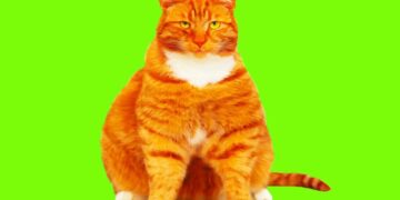 Scientists Testing GLP-1s for Overweight Dogs and Cats