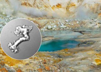 Scientists Impressed by “Fire Amoeba” That Can Survive Incredible Temperatures