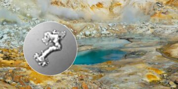 Scientists Impressed by “Fire Amoeba” That Can Survive Incredible Temperatures