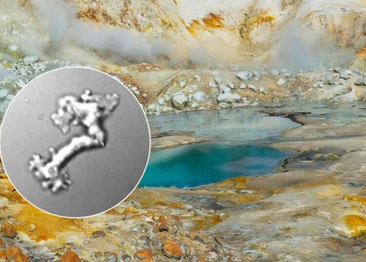 Scientists Impressed by “Fire Amoeba” That Can Survive Incredible Temperatures