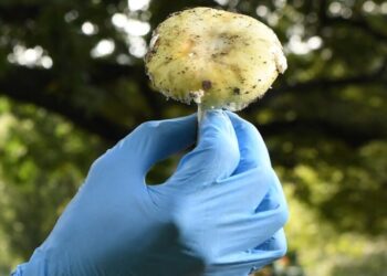 These toxic wild mushrooms have caused a deadly outbreak of poisoning in California