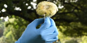 These toxic wild mushrooms have caused a deadly outbreak of poisoning in California