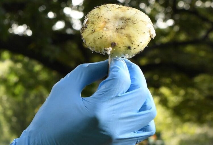 These toxic wild mushrooms have caused a deadly outbreak of poisoning in California