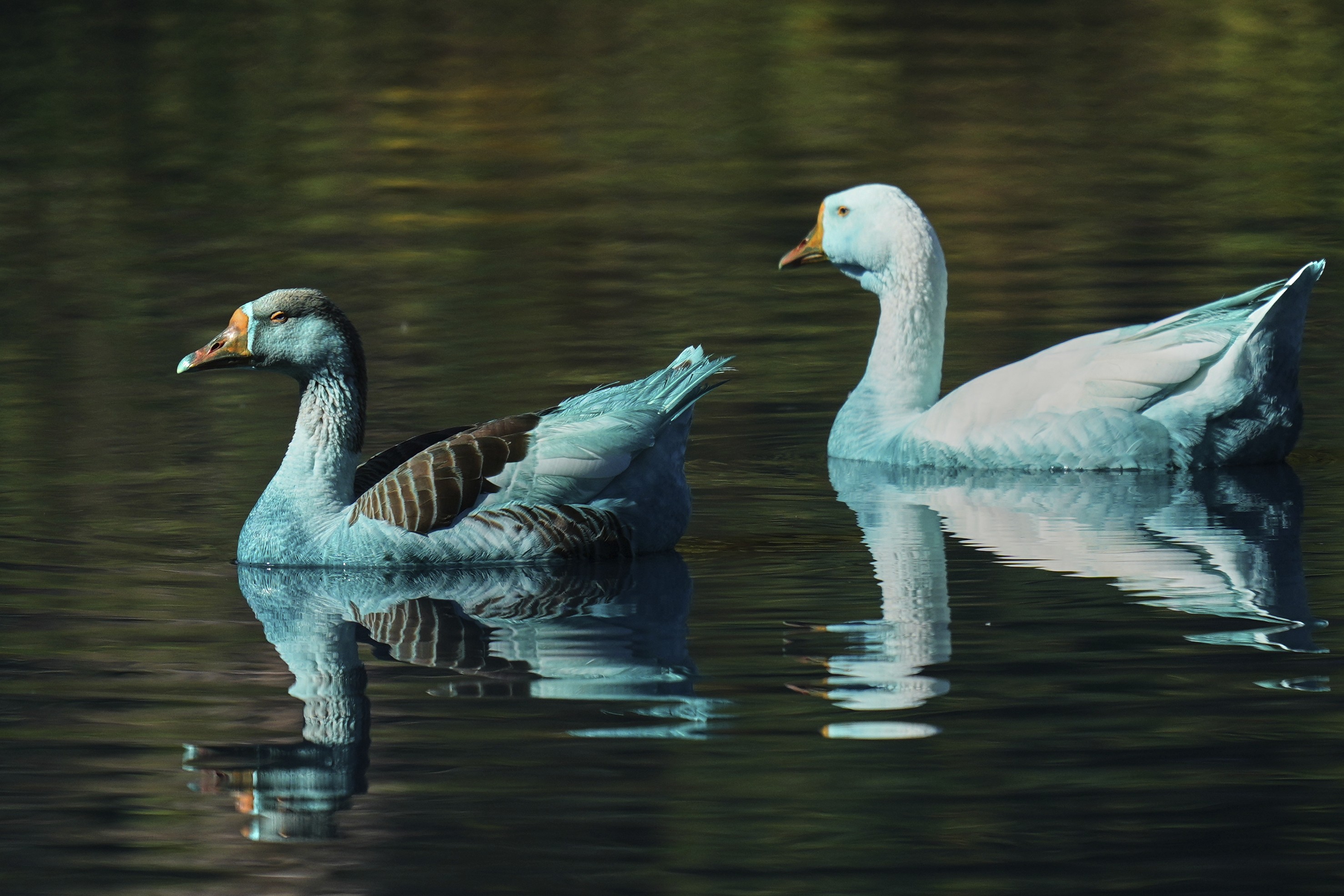 A pair of blue-stained geese swim in a stream.