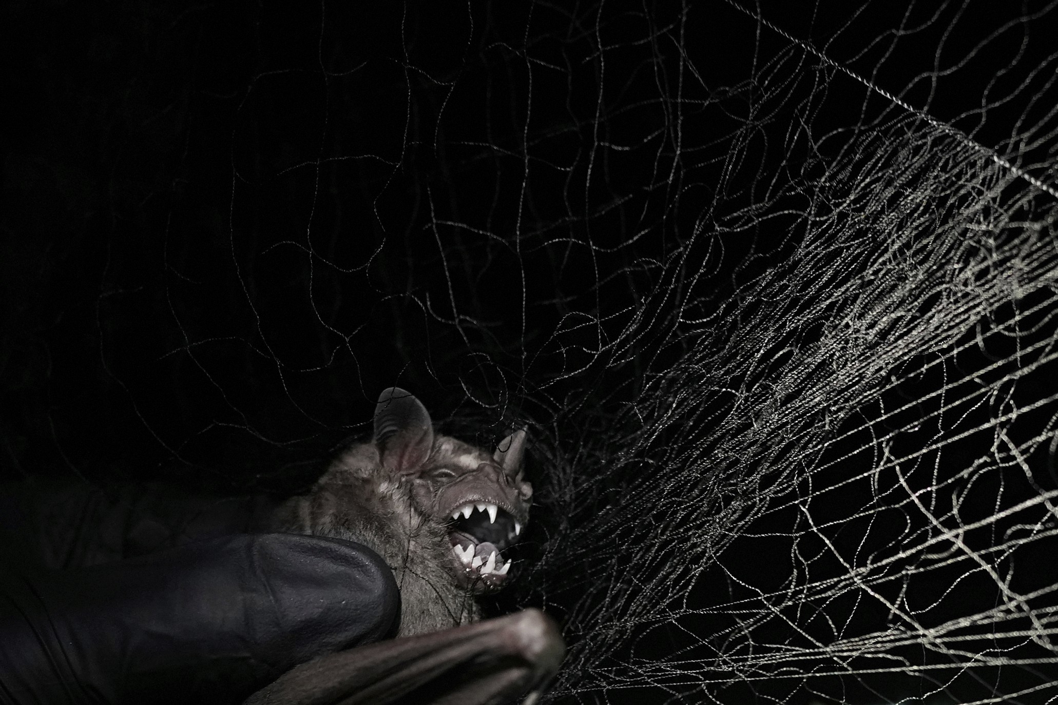 An angry bat, caught in a net