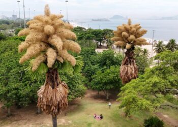 Rare palm trees in Rio de Janeiro finally bloom for first and only time after six decades