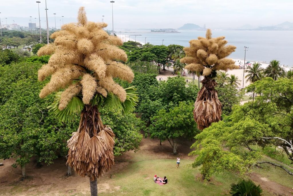 Rare palm trees in Rio de Janeiro finally bloom for first and only time after six decades