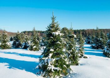 What Climate Change Means for White Christmases