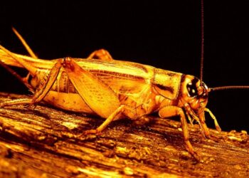 Bugs Fed Microplastics Grow to Ludicrous Size