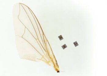 Scientists Reveal Robot Small Enough to Travel Through Human Body