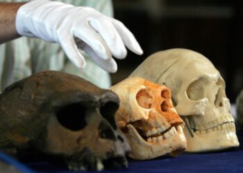 Scientists Investigate What Killed Off Hobbit-Like Species