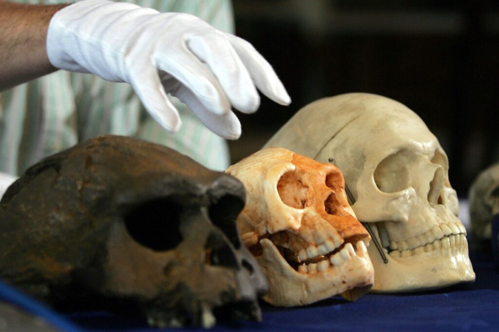 Scientists Investigate What Killed Off Hobbit-Like Species