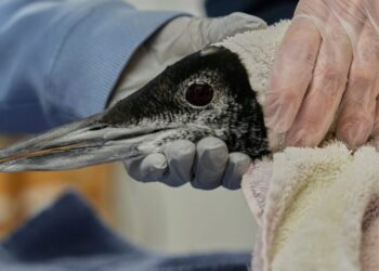 Maine is getting Loony again as population of beloved bird doubles since 1983