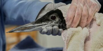 Maine is getting Loony again as population of beloved bird doubles since 1983