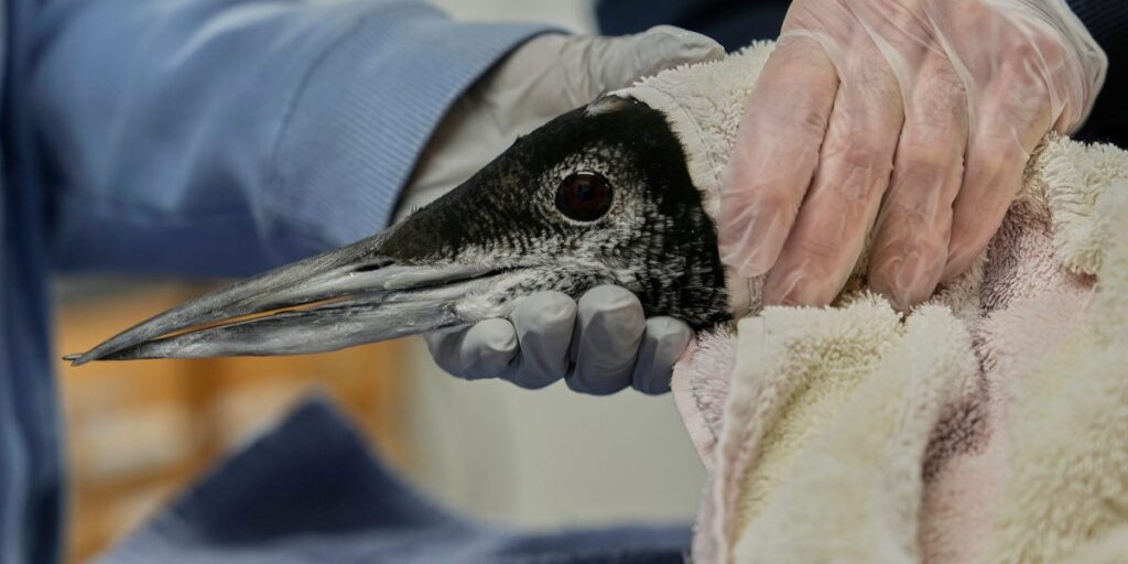 Maine is getting Loony again as population of beloved bird doubles since 1983