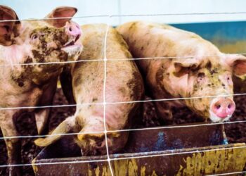 Washington Post Says It Will Continue AI-Generating Error Filled Podcasts as Its Own Editors Groan in Embarrassment