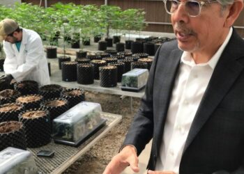 (Legal) weed kingpin Duke Rodriguez runs for governor in New Mexico
