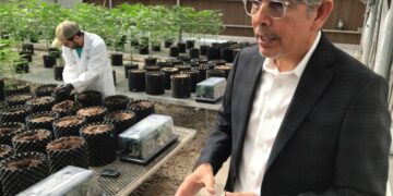 (Legal) weed kingpin Duke Rodriguez runs for governor in New Mexico