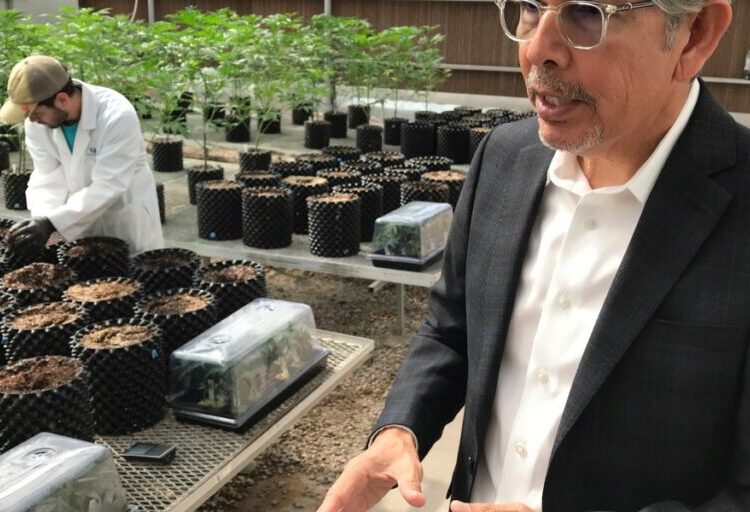 (Legal) weed kingpin Duke Rodriguez runs for governor in New Mexico