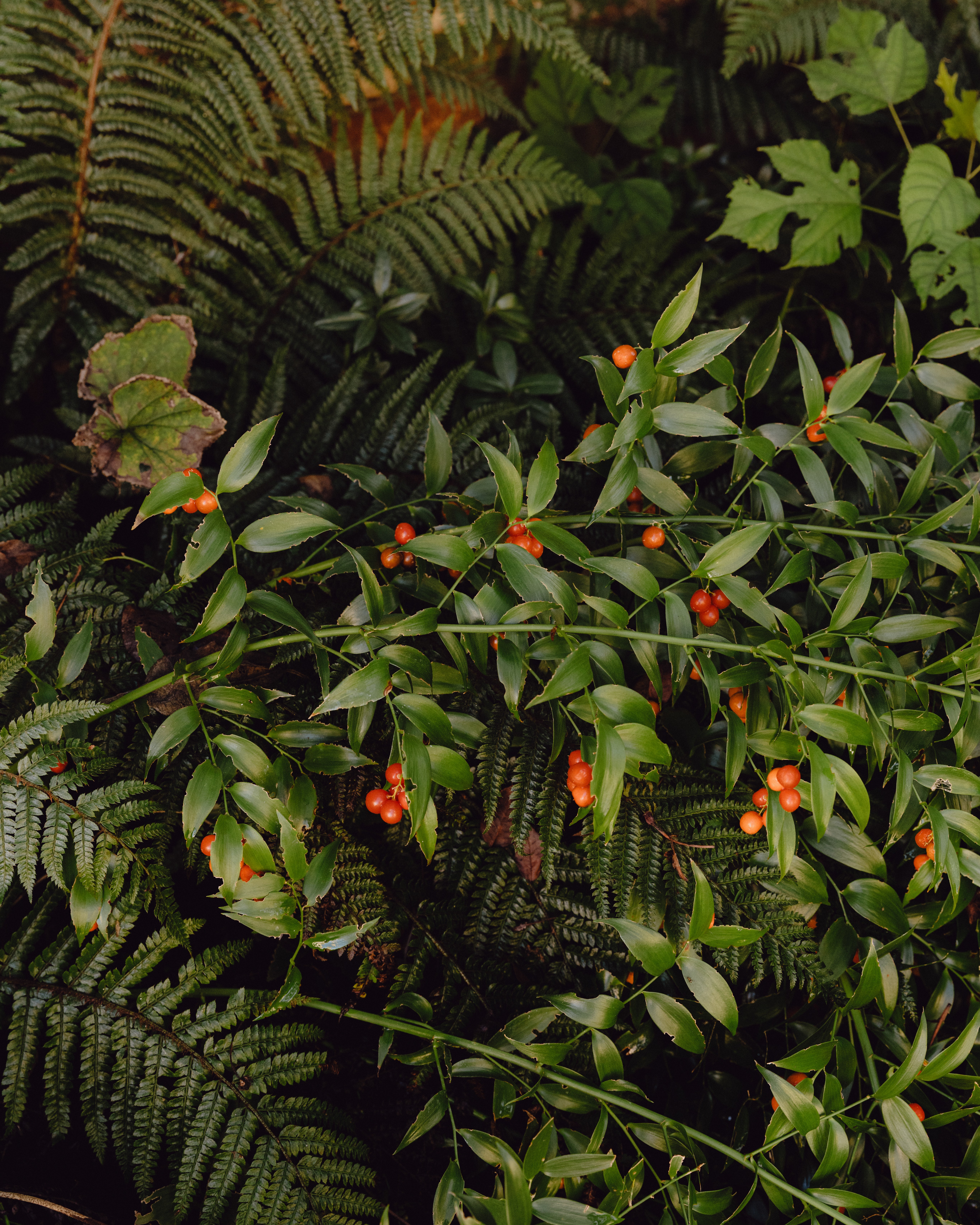 Lush greenery with red berries in a Venice garden