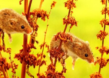 When You Hear What Happens When They Put Lab Mice in Nature, You Might Rethink Your Entire Life