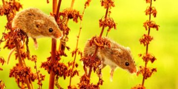 When You Hear What Happens When They Put Lab Mice in Nature, You Might Rethink Your Entire Life