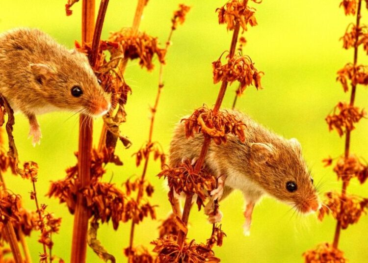 When You Hear What Happens When They Put Lab Mice in Nature, You Might Rethink Your Entire Life