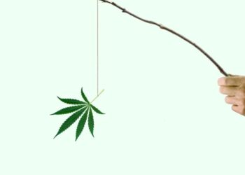 America’s New Rules on Weed