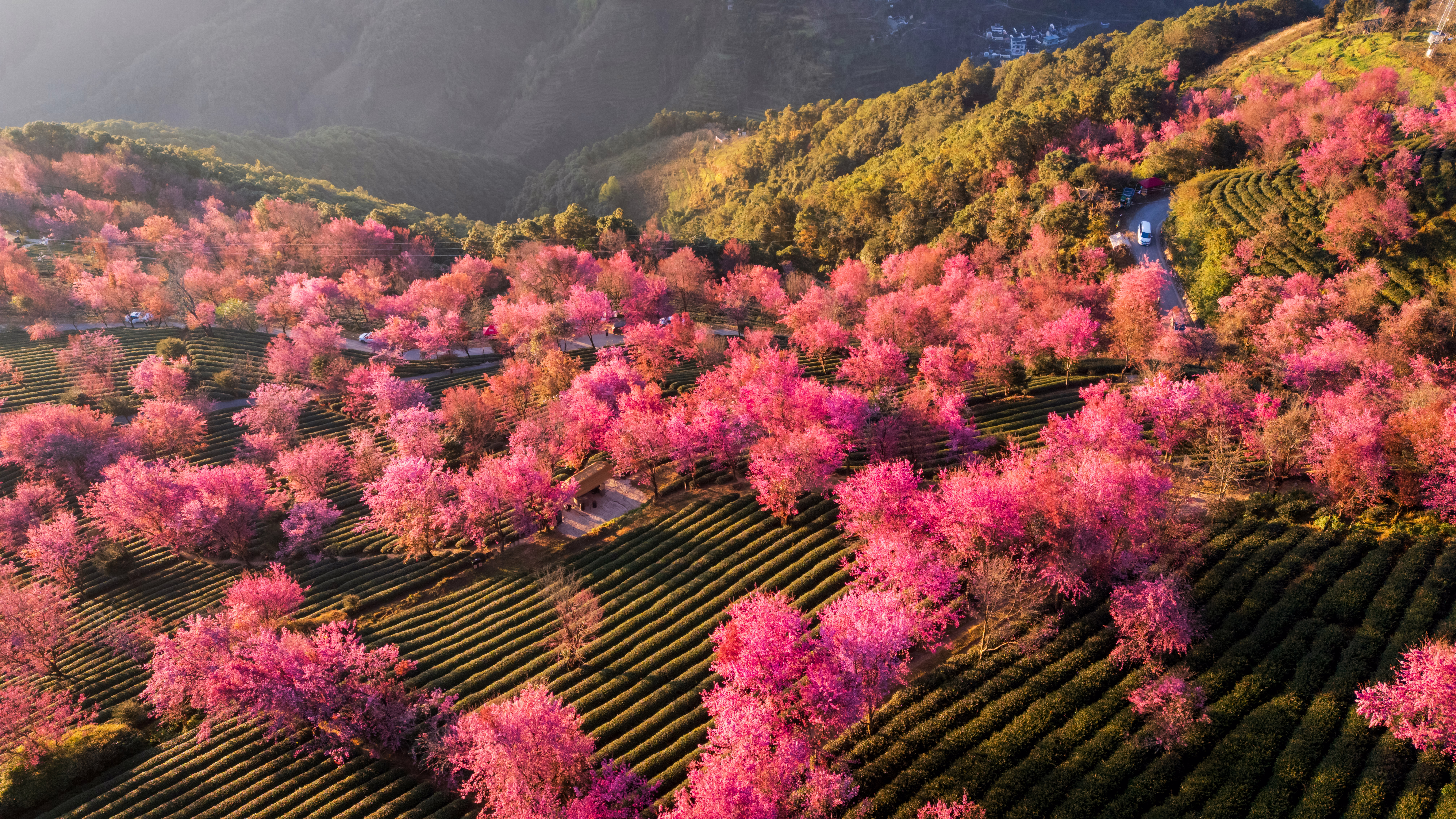 An aerial view of pink flowering trees on a mountainside
