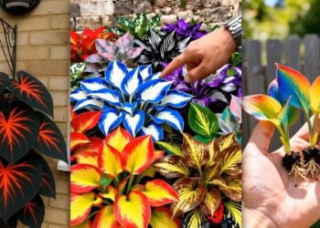 TikTok Accounts Are Using AI Slop to Sell Seeds to Plants That Don’t Exist