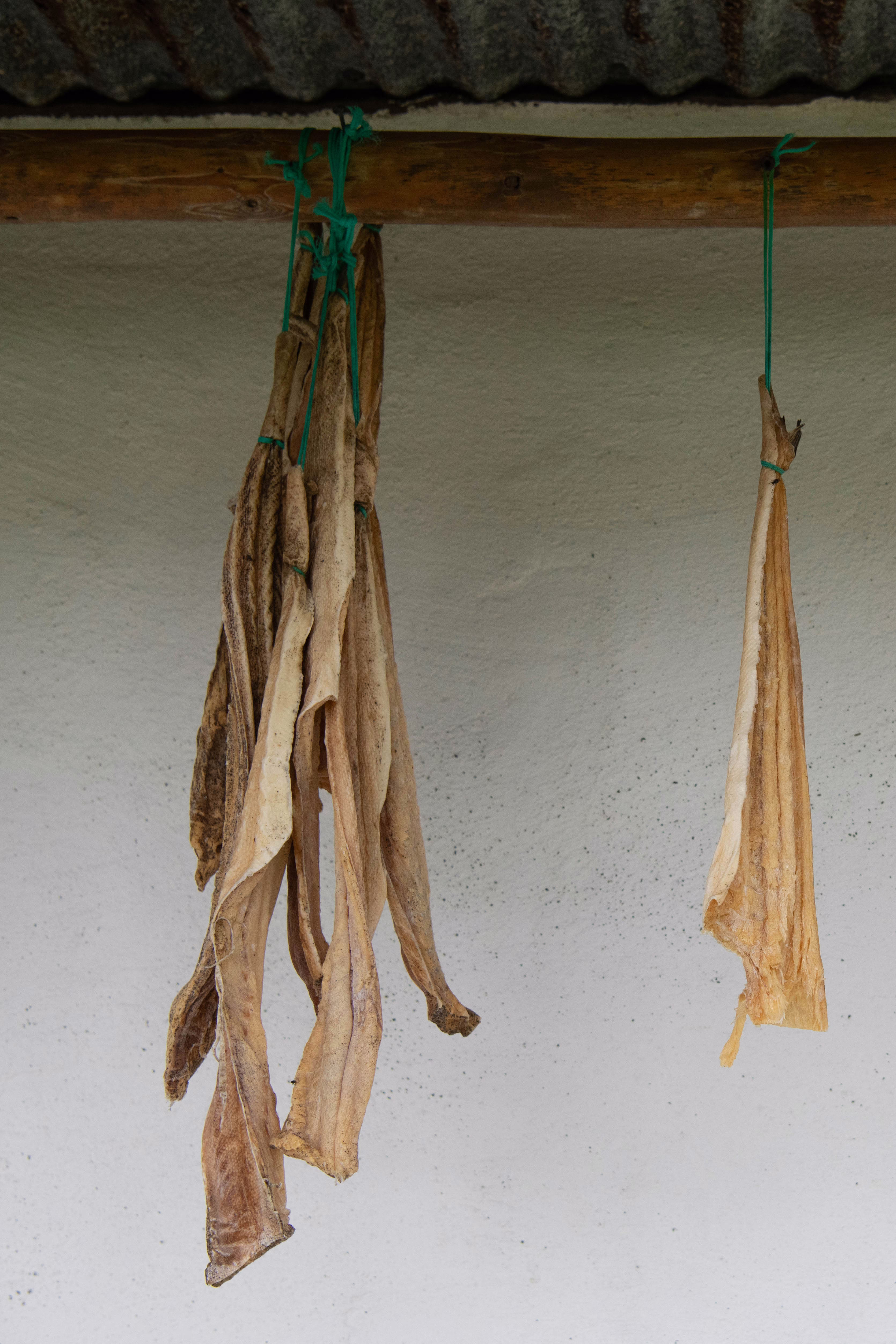 a color photograph of drying cod strips hanging outside from wooden beams