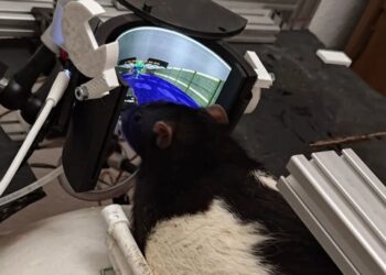 Rats Successfully Trained to Shoot Demons in “Doom”