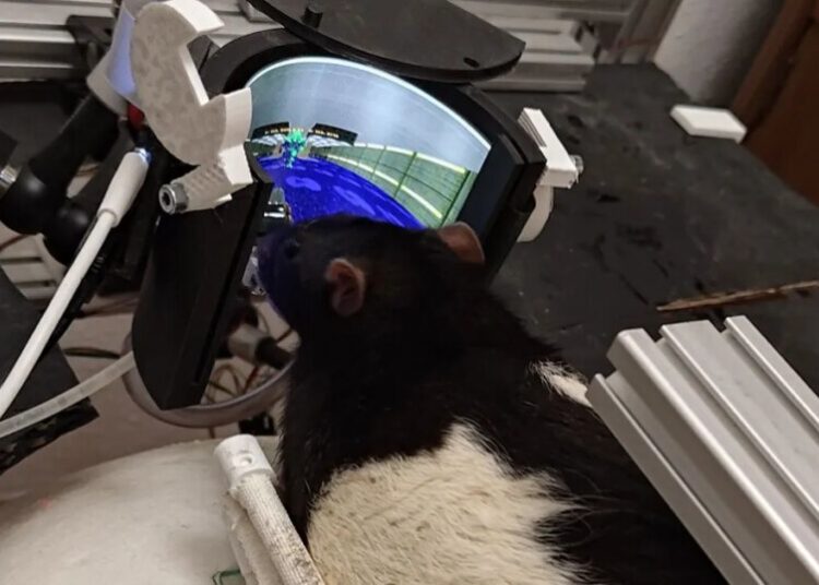 Rats Successfully Trained to Shoot Demons in “Doom”