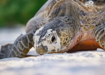 Seven Good News Stories You Missed This Year