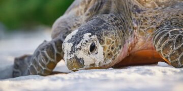 Seven Good News Stories You Missed This Year