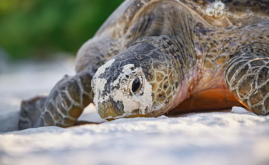 Seven Good News Stories You Missed This Year