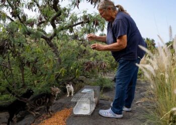 Hawaii’s Big Island cat lovers are furious about a feeding ban to protect an endangered goose species: ‘They’re both living creatures’