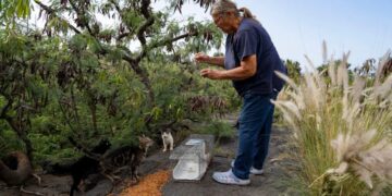 Hawaii’s Big Island cat lovers are furious about a feeding ban to protect an endangered goose species: ‘They’re both living creatures’