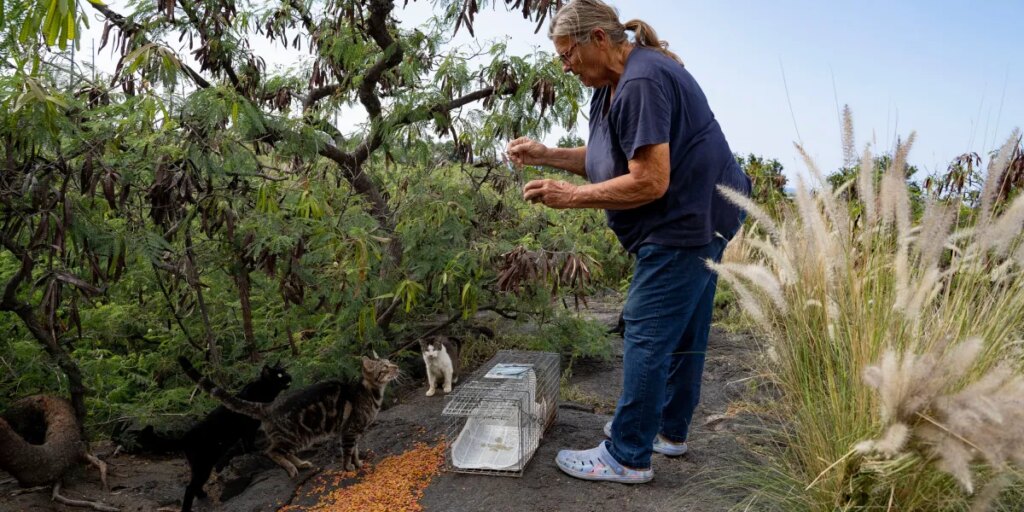 Hawaii’s Big Island cat lovers are furious about a feeding ban to protect an endangered goose species: ‘They’re both living creatures’