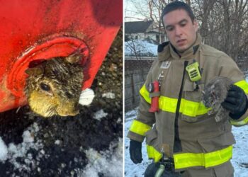 Upstate NY firefighters rescue squirrel trapped in dumpster on Christmas Eve