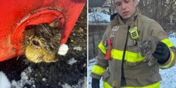 Upstate NY firefighters rescue squirrel trapped in dumpster on Christmas Eve