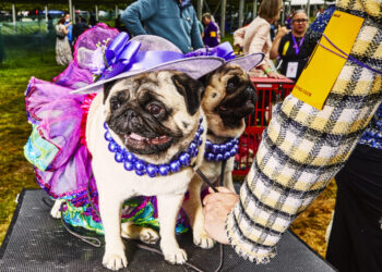 Why dog lovers should pass on purchasing pugs